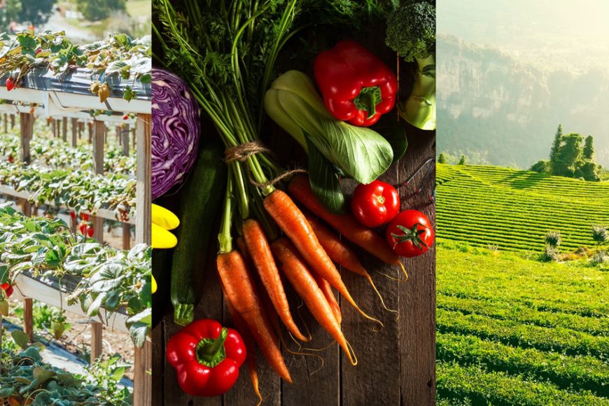 organic-farming-training